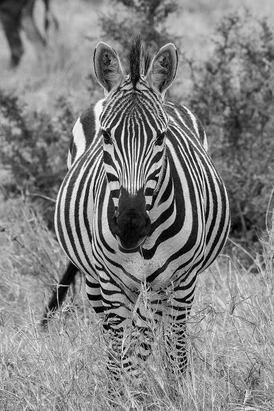 Hopkins, Cindy Miller 아티스트의 Africa-Kenya-Serengeti Plains-Maasai Mara-Plains zebra aka Burchells zebra작품입니다.